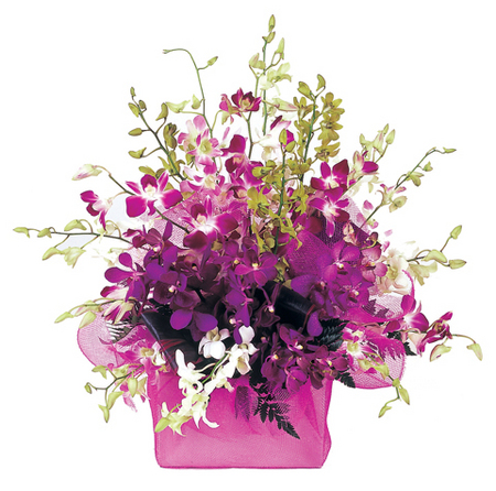 Flower Delivery Singapore on Tropical Paradise   Singapore Orchids   Flowers   Florist Arrangements