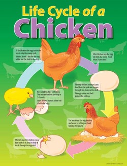 Life Cycle Of A Chicken